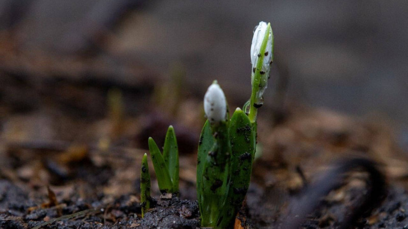    vk.com/rusmuseum.gardens