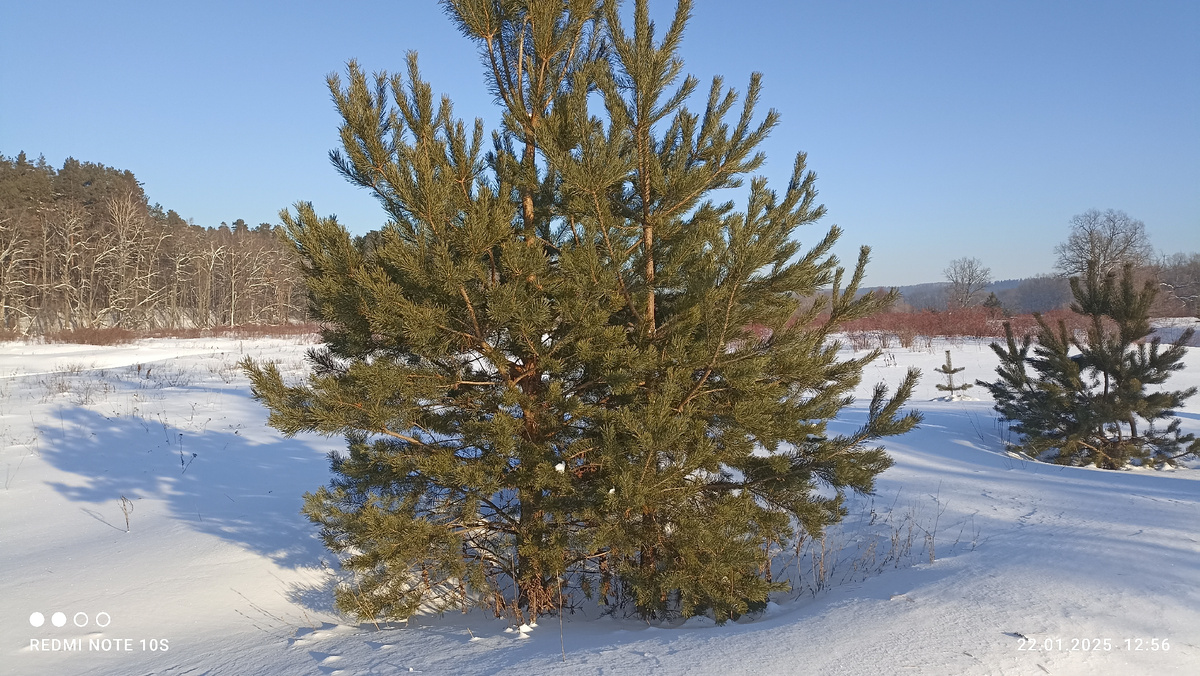 Сегодня, 22 января, первый солнечный день в январе! Фото автора.
