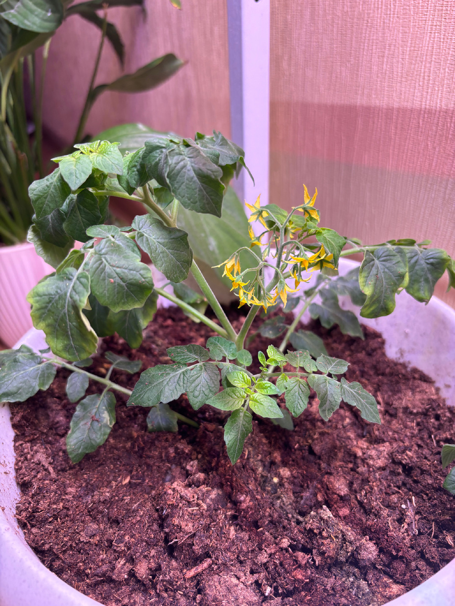 Цветение есть. Ждём плоды 😍