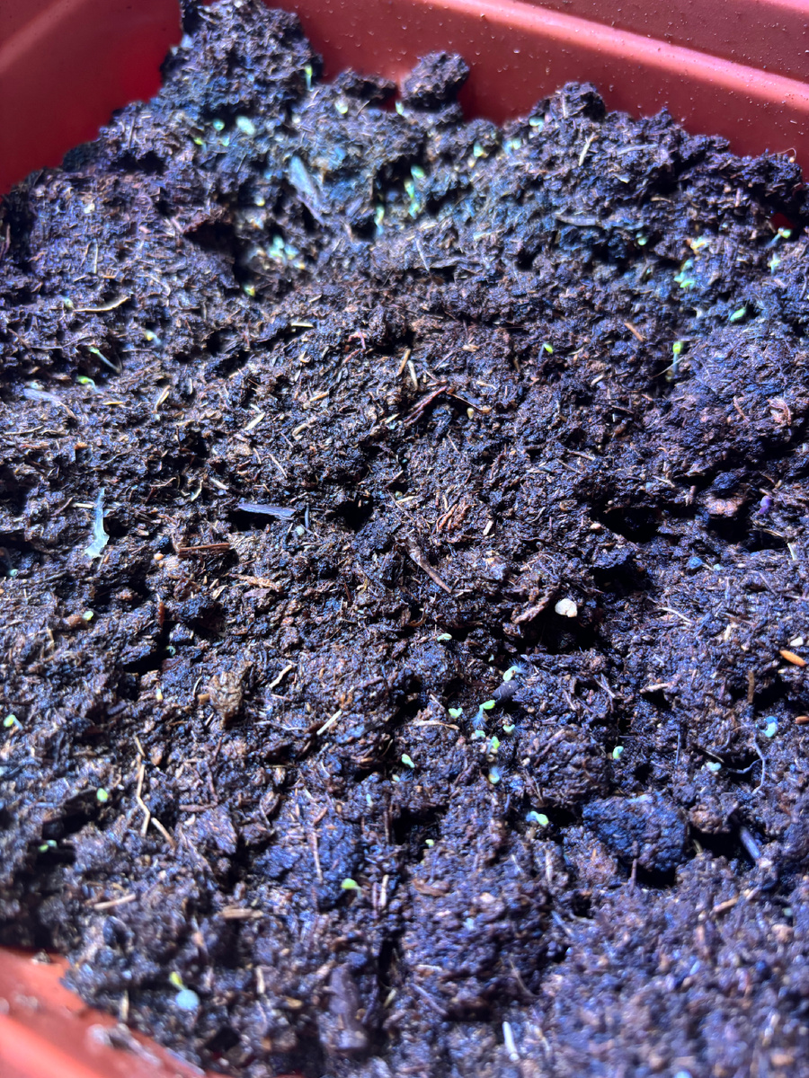 Едва заметные всходы рукколы.