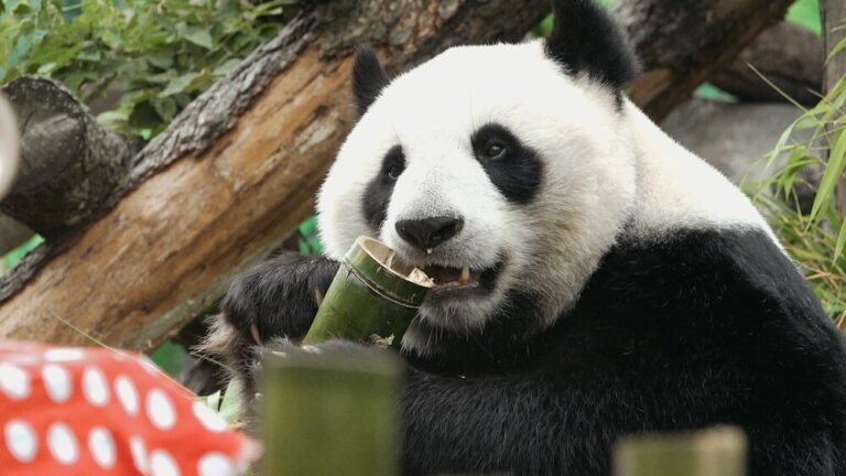    Фото: пресс-служба зоопарка/Агентство "Москва" Илья Мартов