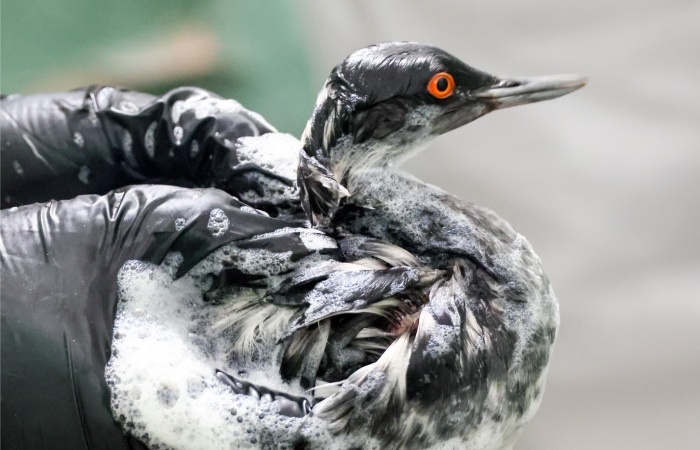 Фото: Спасённая птица / Сергей Мальгавко, ТАСС