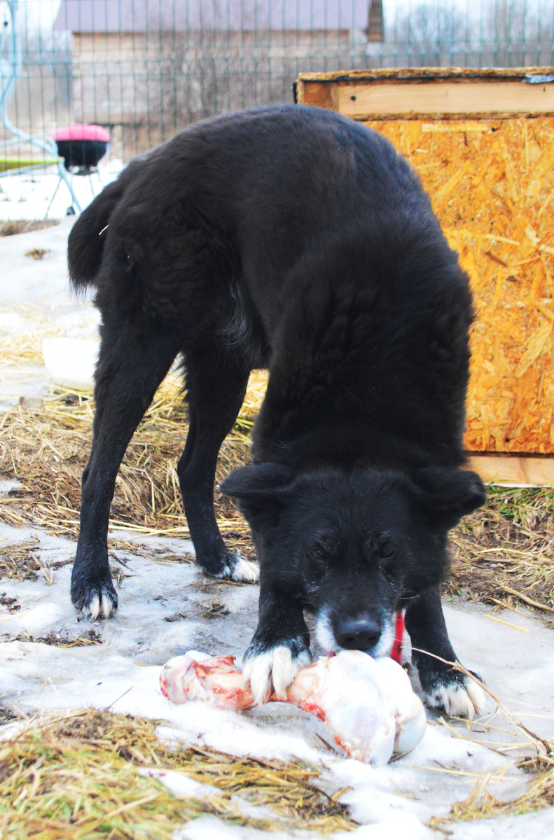 Грозный медведь Макс с добычей)