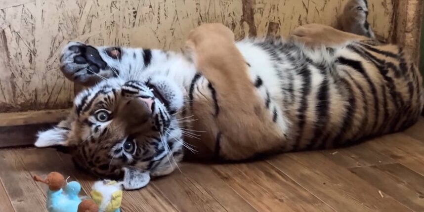    скриншот видео vk.com/tiger_house