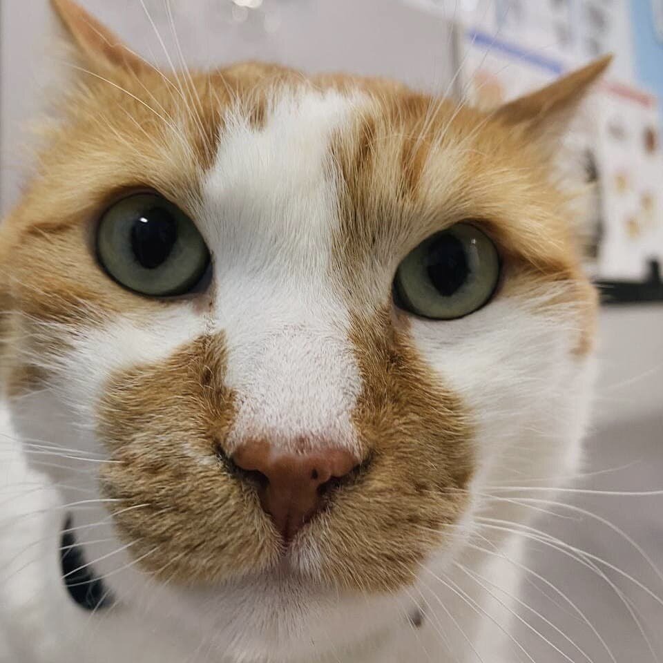 Эля, я унюхал влажным носом запах рыбного пирога. 