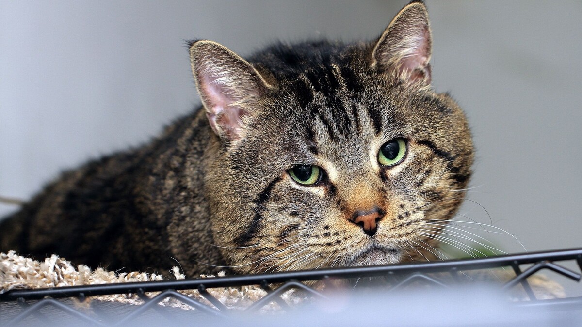 фото из свободного источника