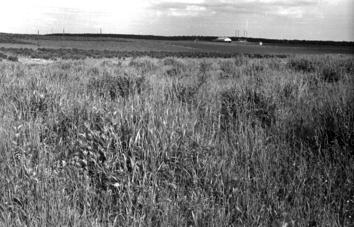 Поля на месте будещего района. Вид со стороны действующей Суздальской улицы в сторону Новокосинской улицы. На заднем плане совхоз. 1957 - 1958 гг. Фото с сайта: pastvu.com