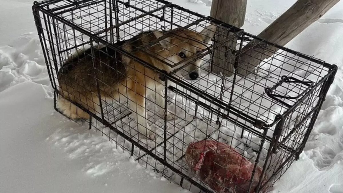     Источник: vk.com/администрация Глазовского района