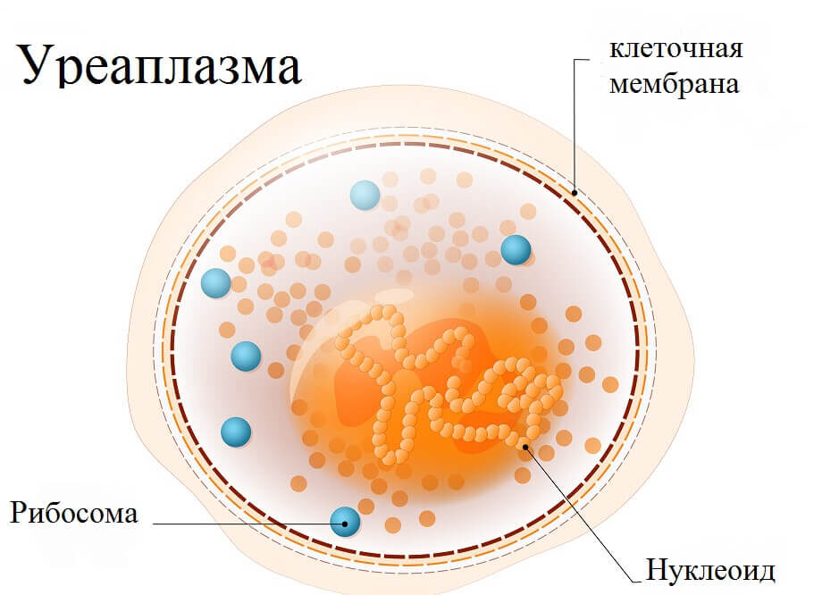 Микоплазма уреаплазма лечение у женщин. Микоплазма уреаплазма лечение у женщин