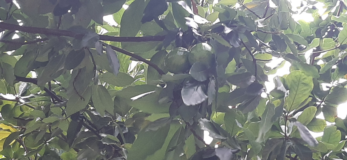 Авокадо висит на дереве. Крупный уже.