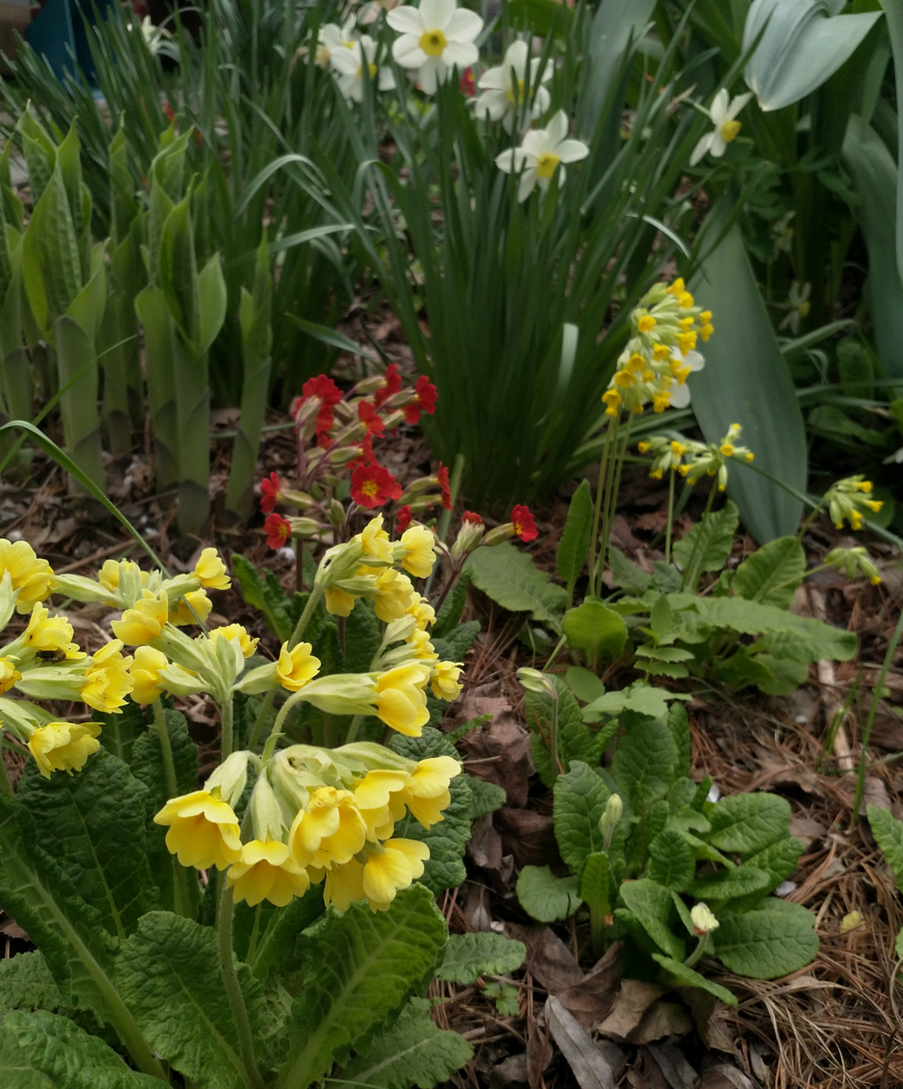 Гибриды примулы весенней