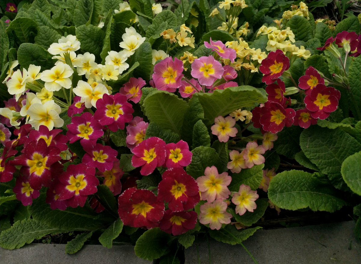 Сеянцы примул в саду