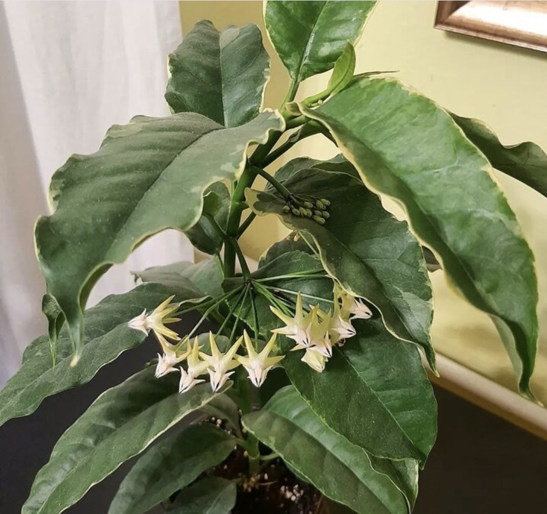 Весеннее цветение.