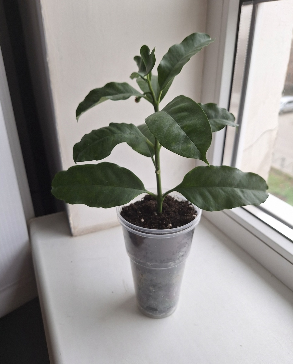 Черенок в продаже. Краснодар, ФМР, пишите.