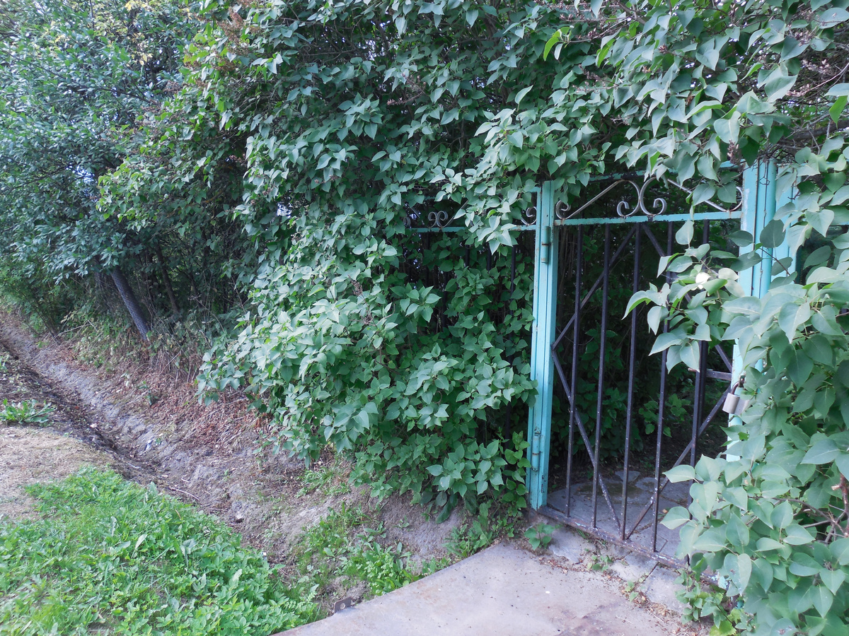 Старый дачный сад