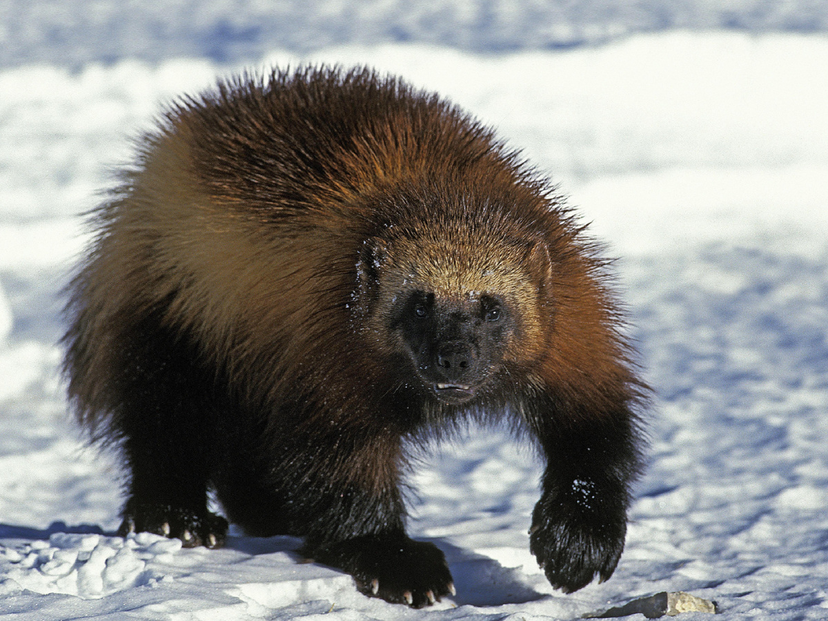 Походка тоже от медведя досталась. Лапы-то непропорционально большие, да и опирается хищница на них целиком. Но важно понимать, что напускная нерасторопность росомахи — обман зрения! 