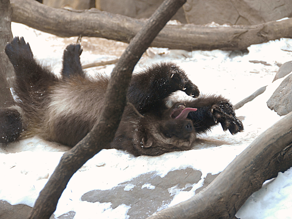 Фотография: guppiecat, CC BY-NC-ND 2.0