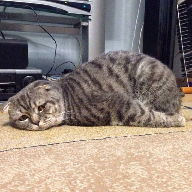 Как заставить себя работать с утра?