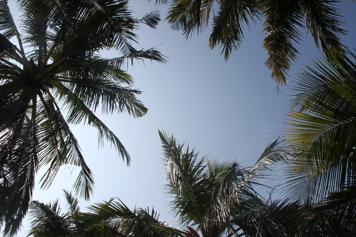 Пальмы, тепло. Что еще нужно?