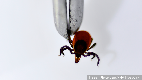     Фото: Павел Лисицын/РИА Новости   
 Текст: Дмитрий Зубарев