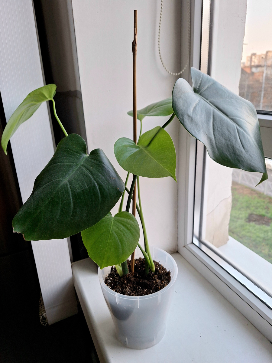 В одном горшке два растения.