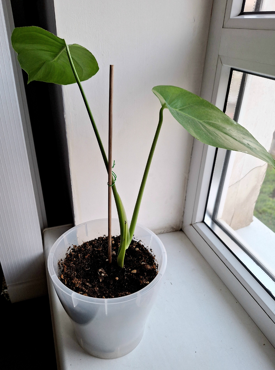 Еще одна молодая монстера.