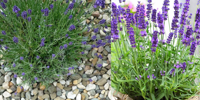 Лаванда неприхотлива, ароматна