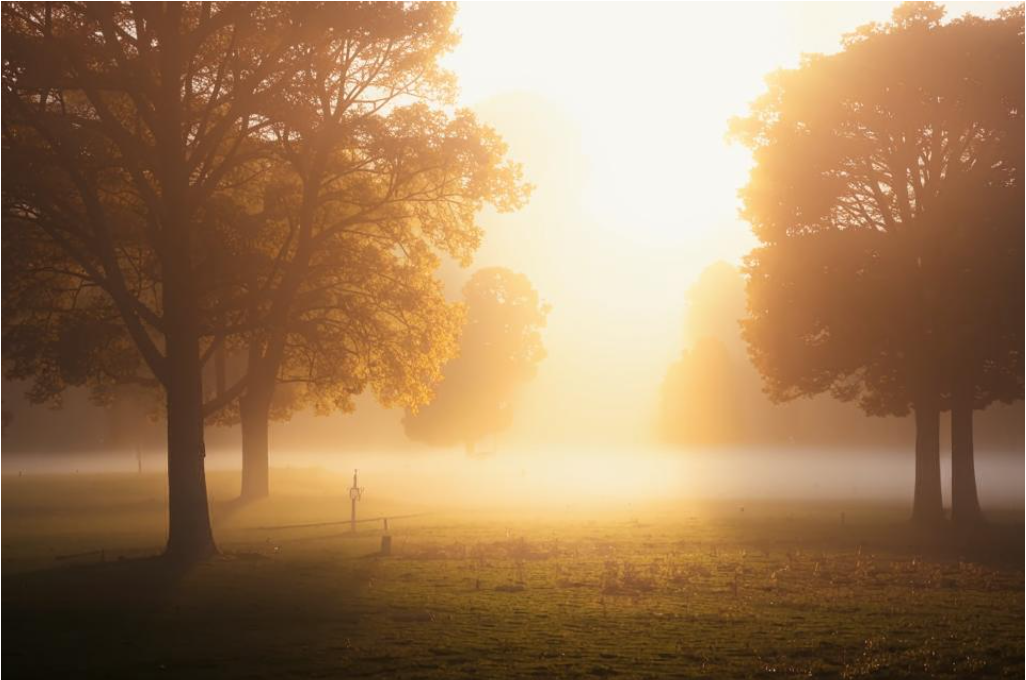 Утренний туман в парке, освещённый первыми солнечными лучами.