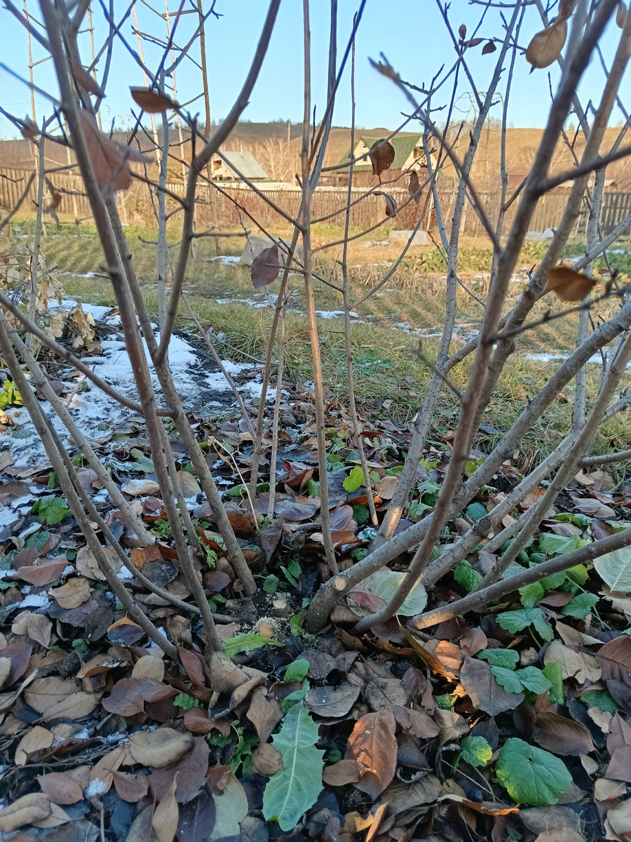 Черноплодка после обрезки