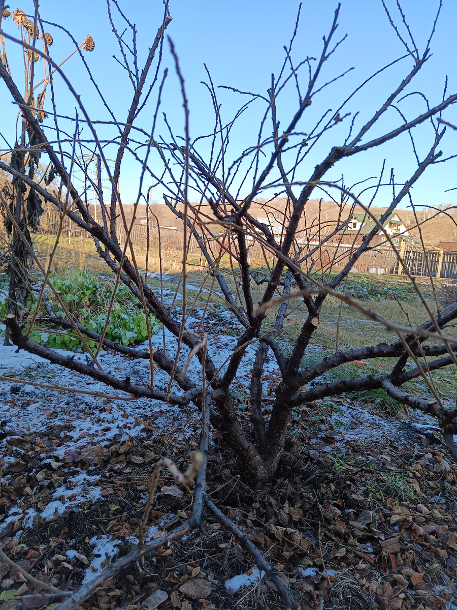 Войлочная вишня после обрезки