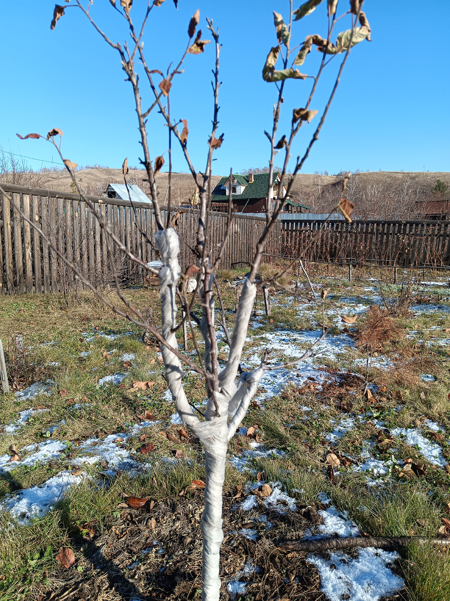 Яблони под защитой