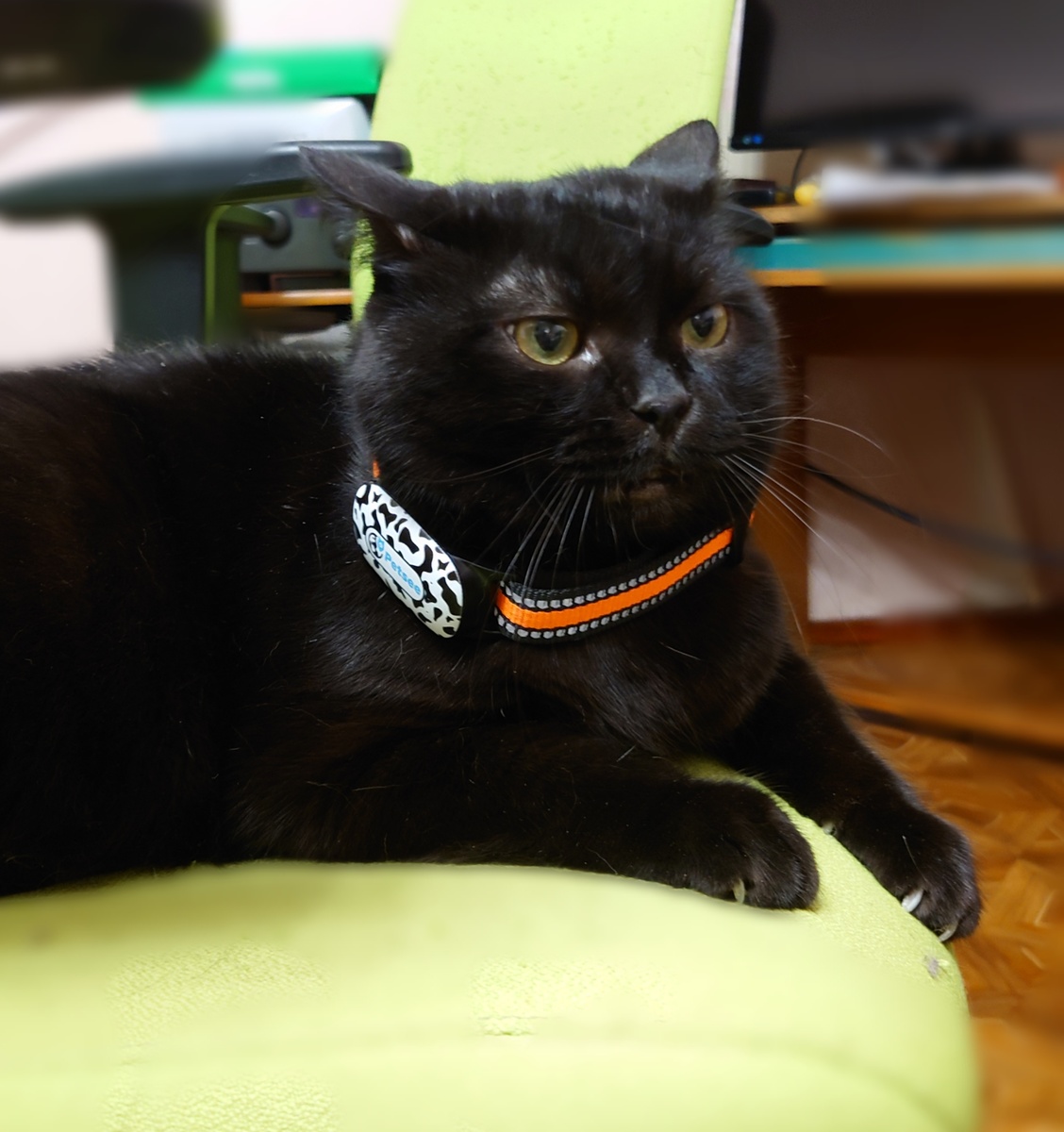 Шаолинь с GPS-трекером Petsee 