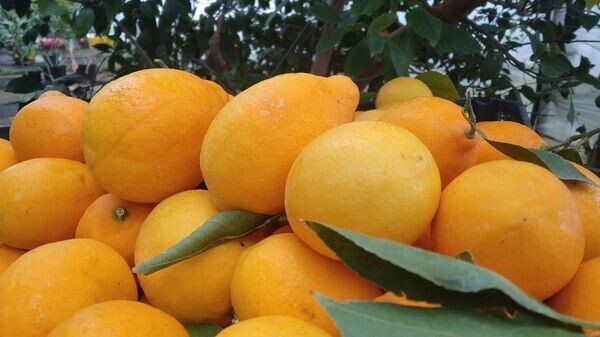    © РИА Новости Крым