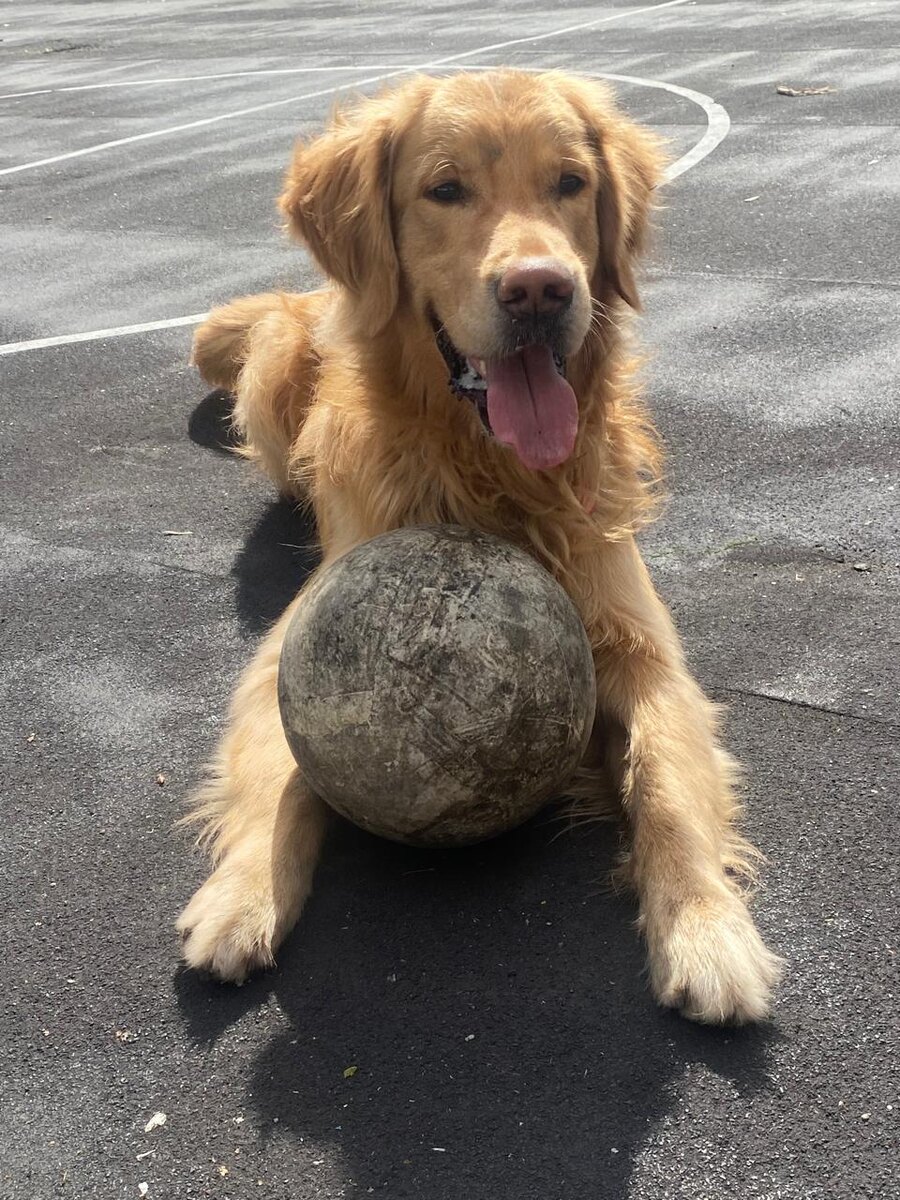 Понаехали и понаоставались) Пёс Лакки из Сочи