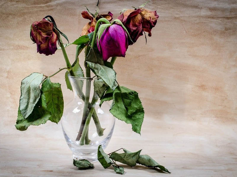 Живые цветы