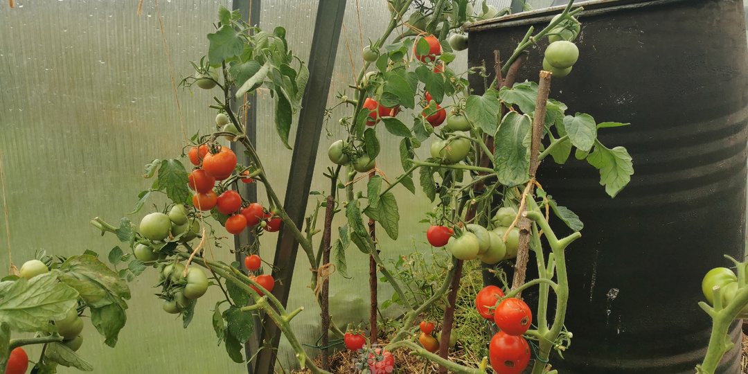 «Еврейский» метод выращивания томатов в теплице