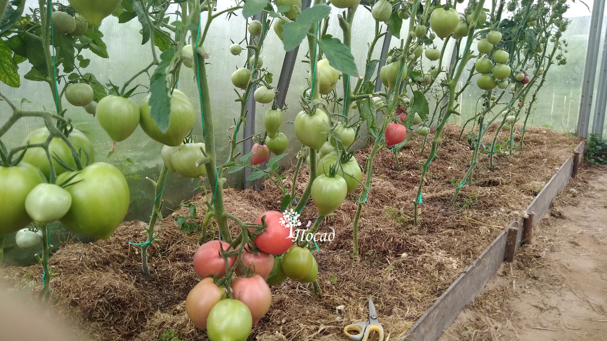 Когда высокорослые помидоры сидят в два ряда, им тесно.