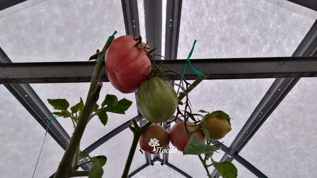 Иной раз рост индетов ограничивает только зима: на крыше теплицы лежит снег.