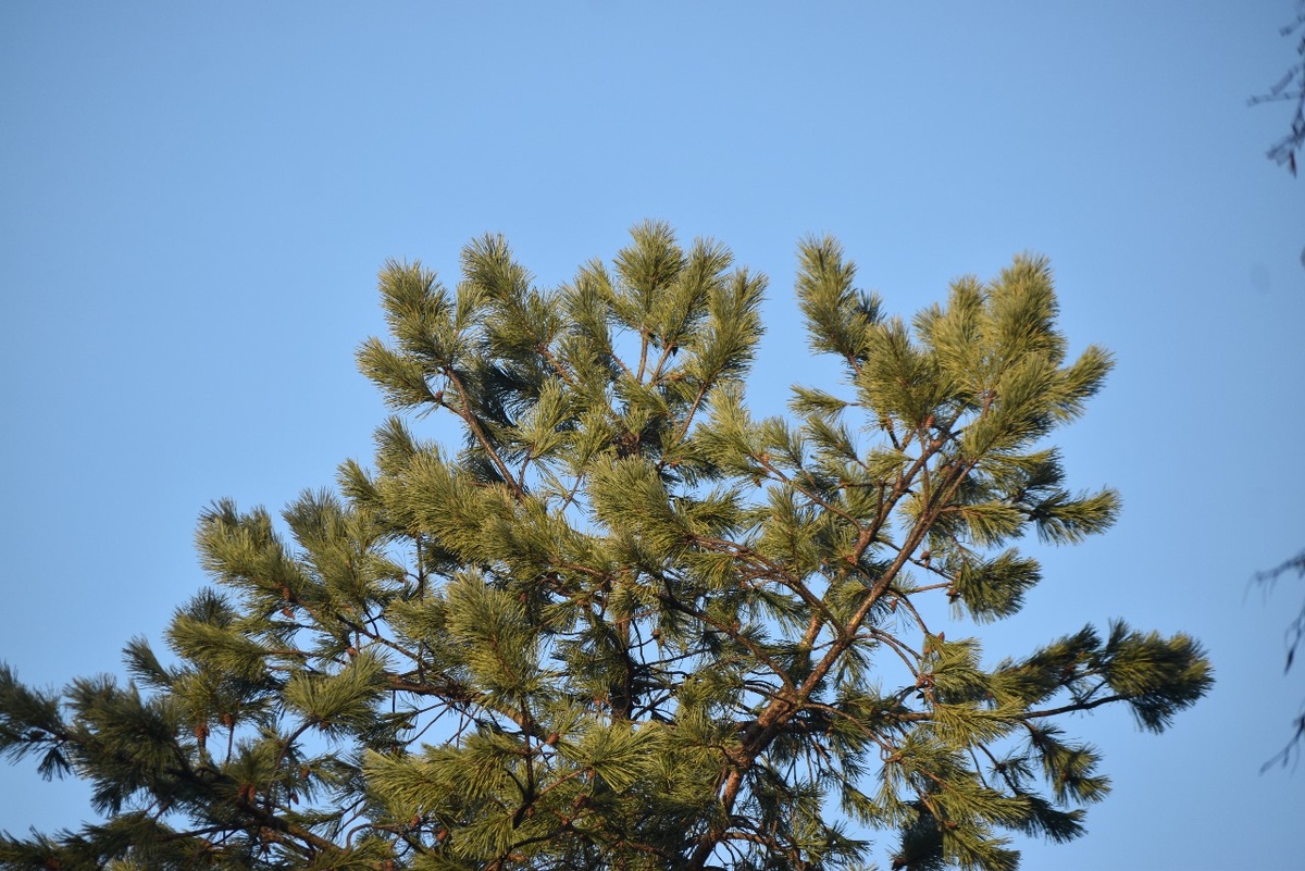 Открылось небо 