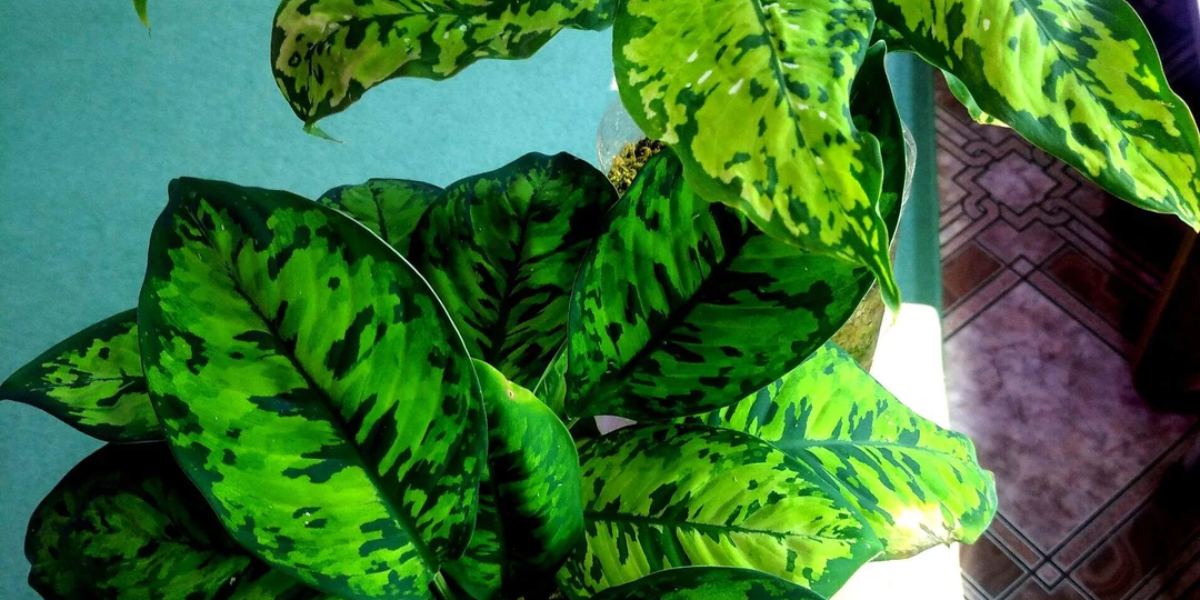 РАСТЕНИЯ НА ЗИМОВКЕ