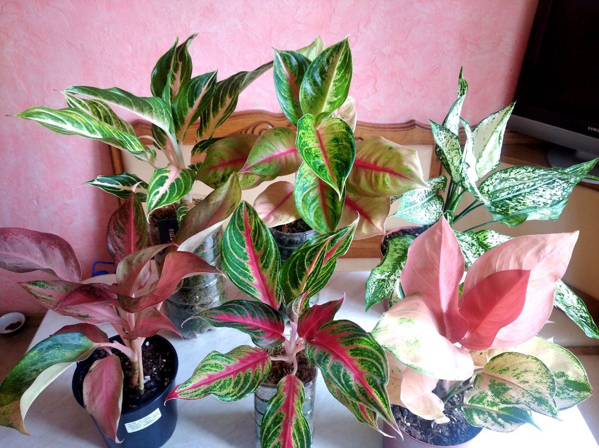 так сейчас выглядят мои новинки из Таиланда, и не только