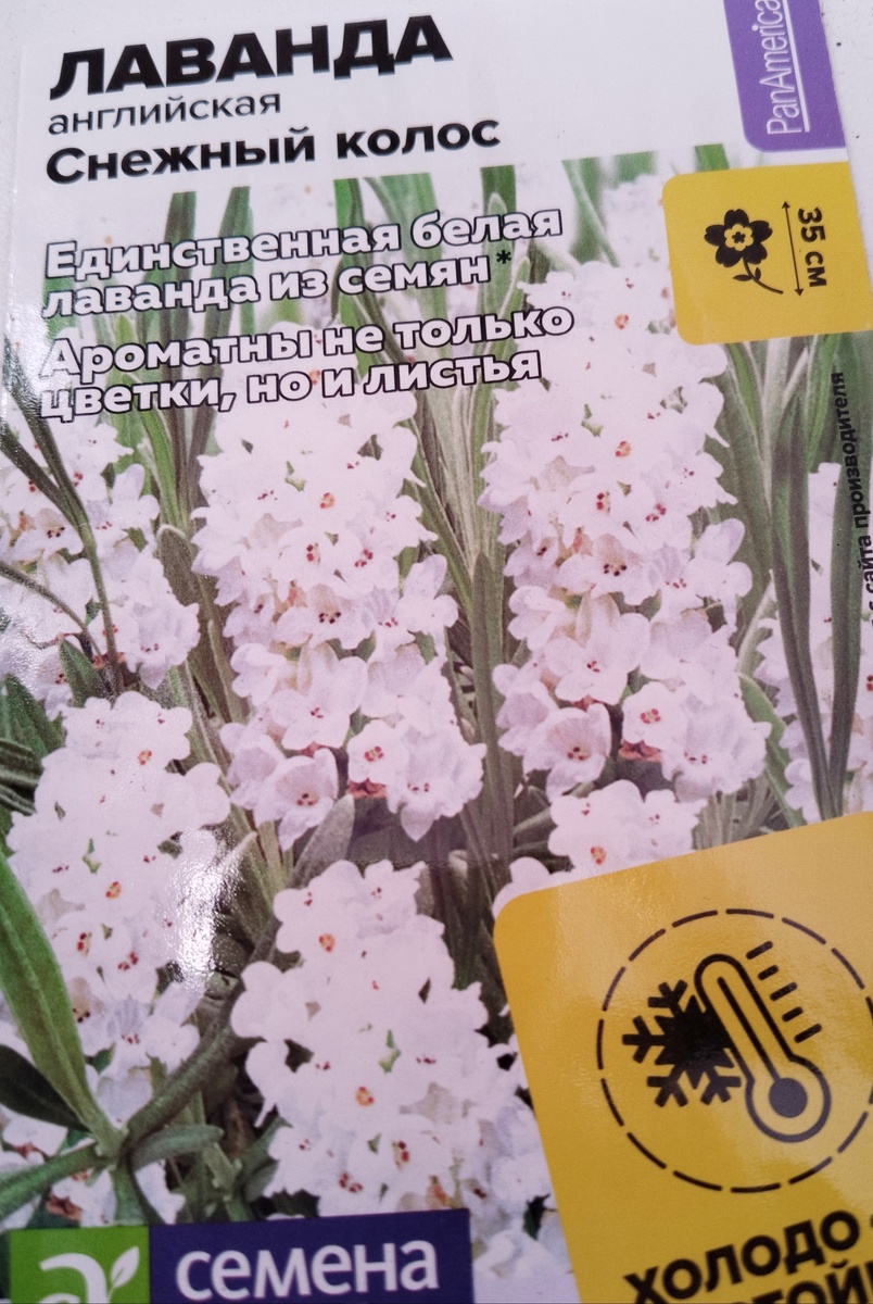 Снежный колос. 