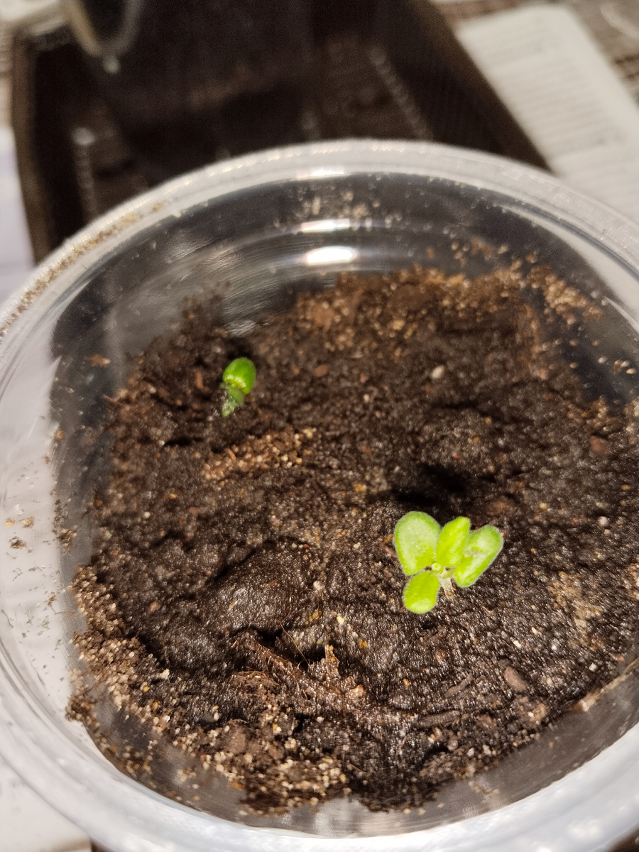 Малыши в новом доме