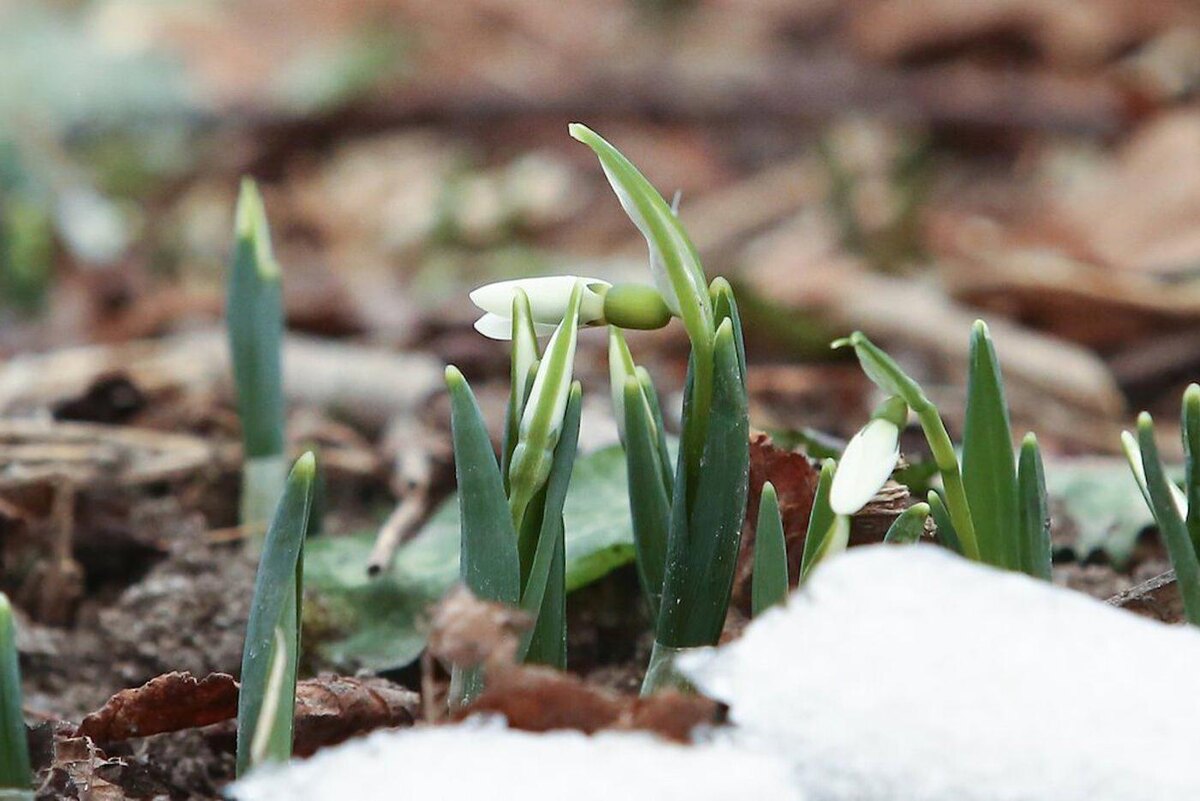 Агентство «Москва»
Подснежники в ботаническом саду МГУ «Аптекарский огород».