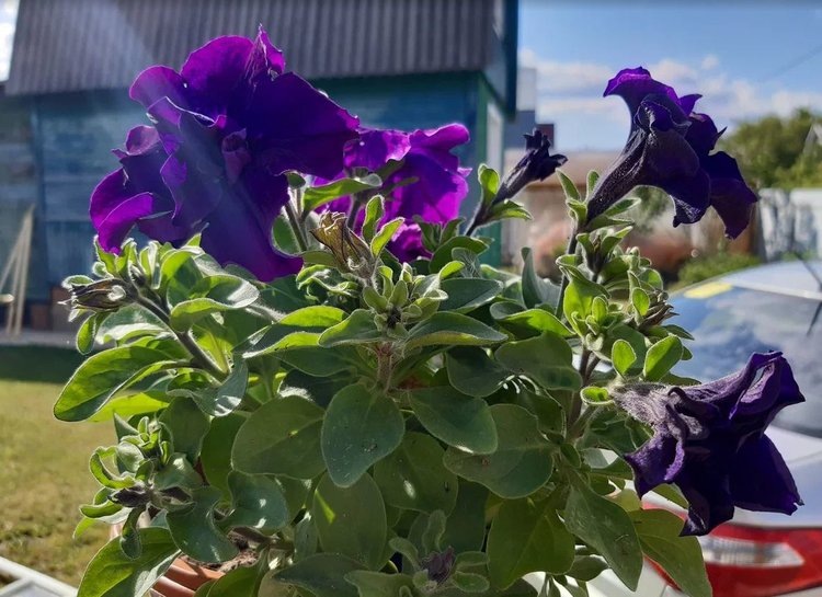    Петуния в ландшафтном дизайне – чудесное растение для полного преображения вашего участка