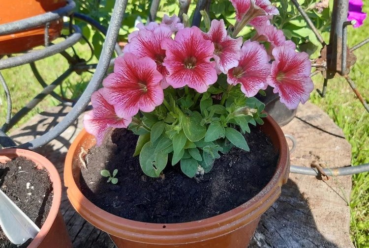     Петуния в ландшафтном дизайне – чудесное растение для полного преображения вашего участка
