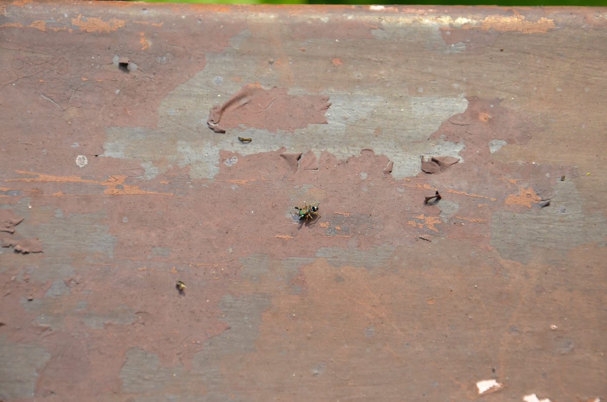 Победитель - паук Siler semiglaucus на севере Таиланда. Фото автора.