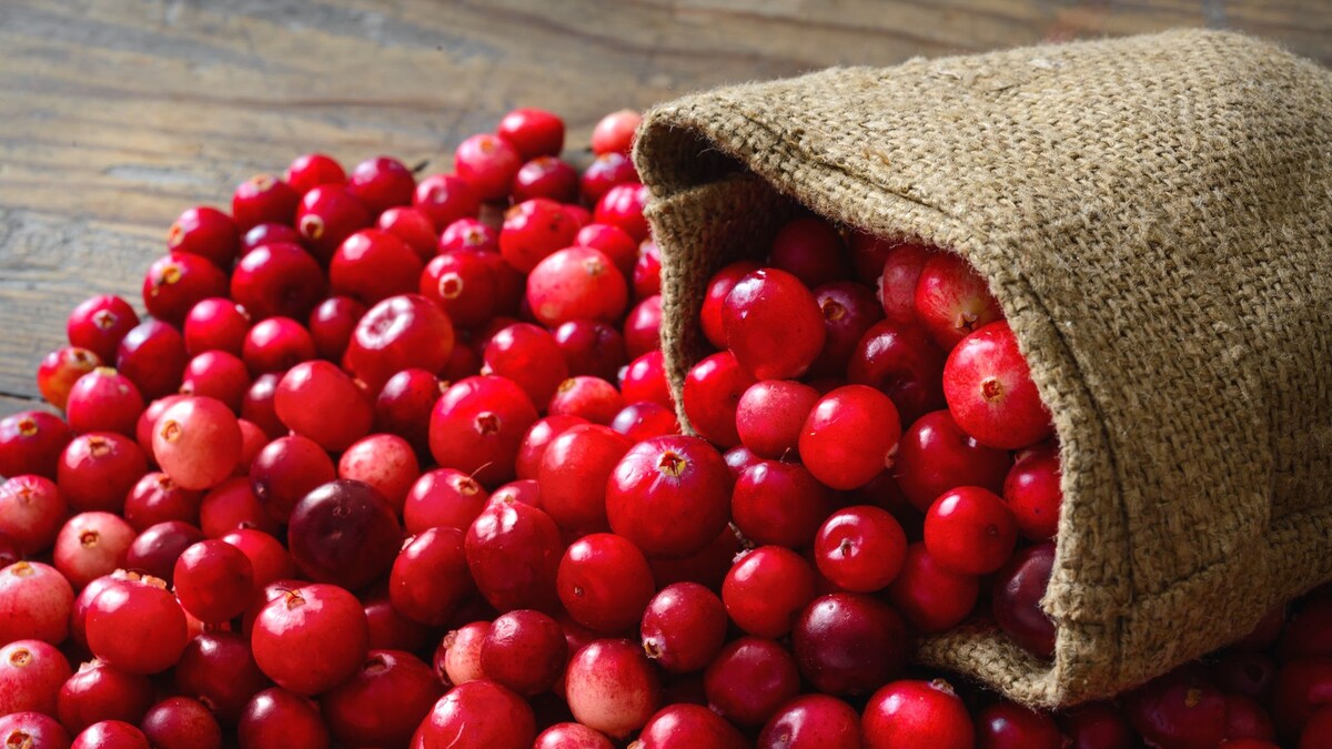 Советы для фермеров по выращиванию клюквы на продажу