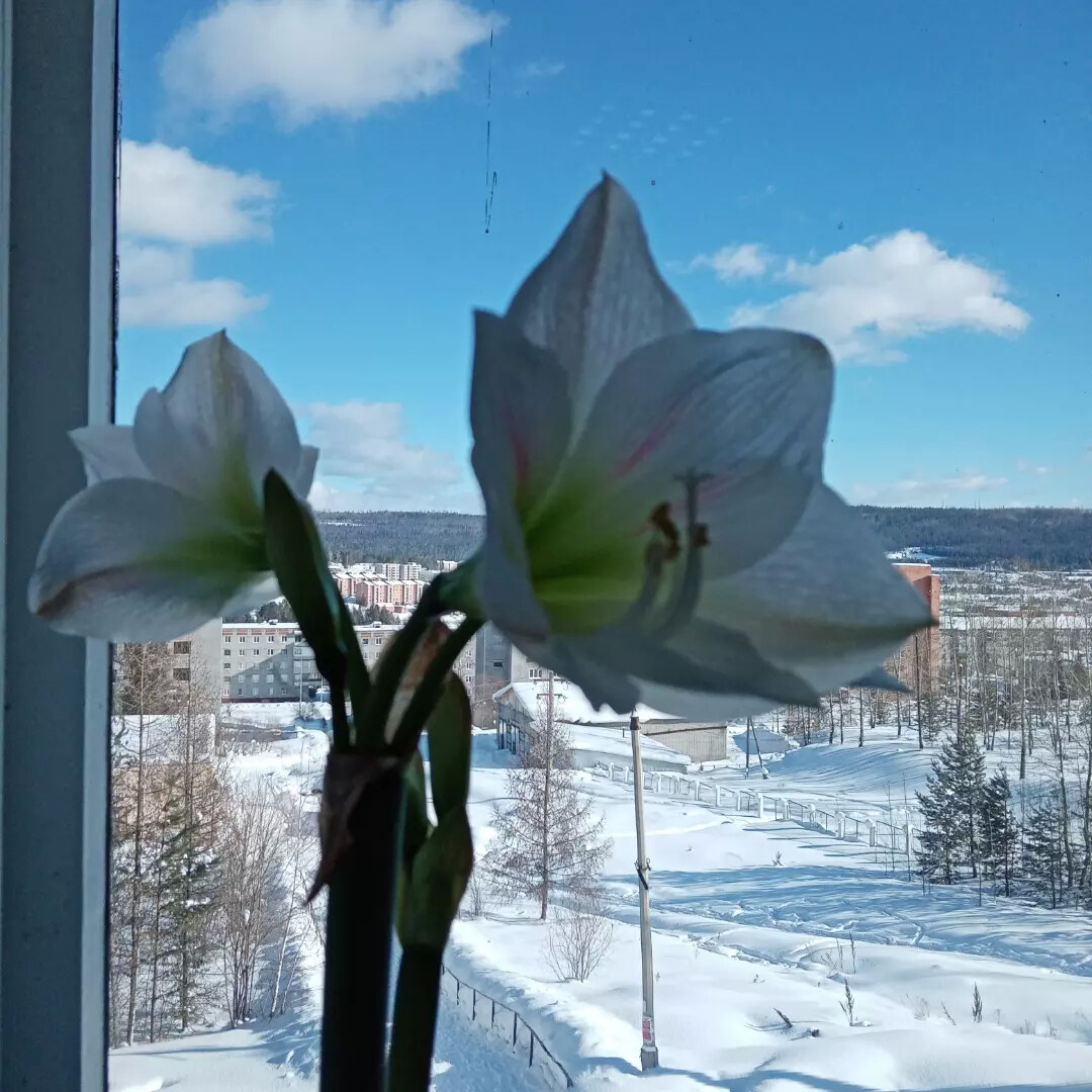 гипеаструм на окне.. зимний цветок напоминающий летнюю лилию👋 фото автора