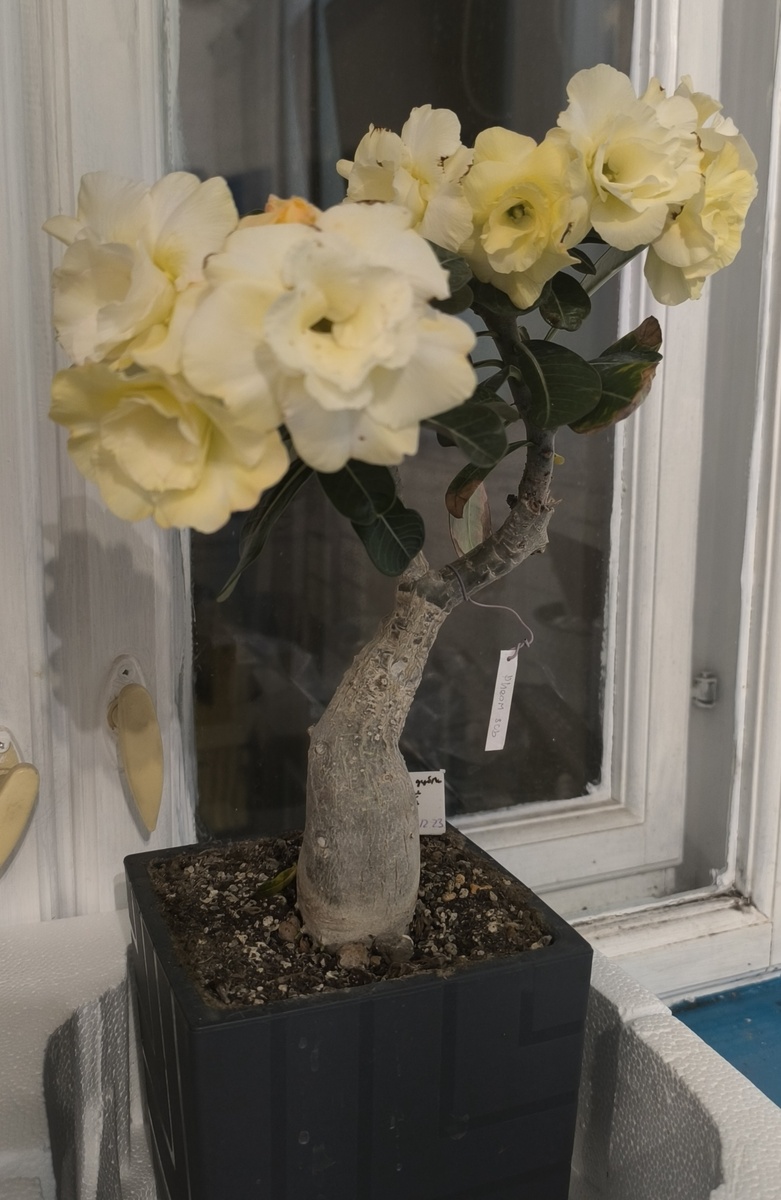 Сейчас цветёт не смотря на зиму. Очень старый адениум.